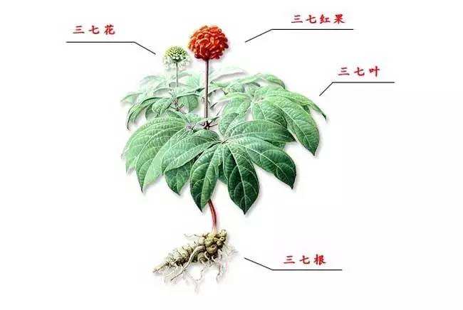 三七的价格