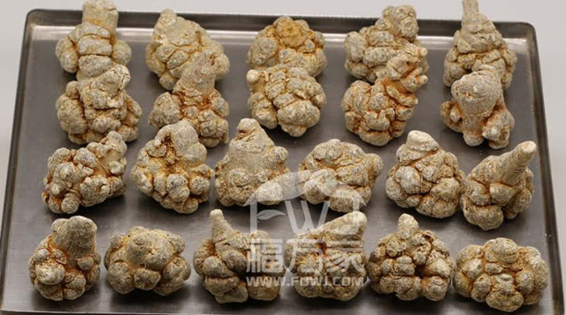 团七和长七哪种效果比较好？