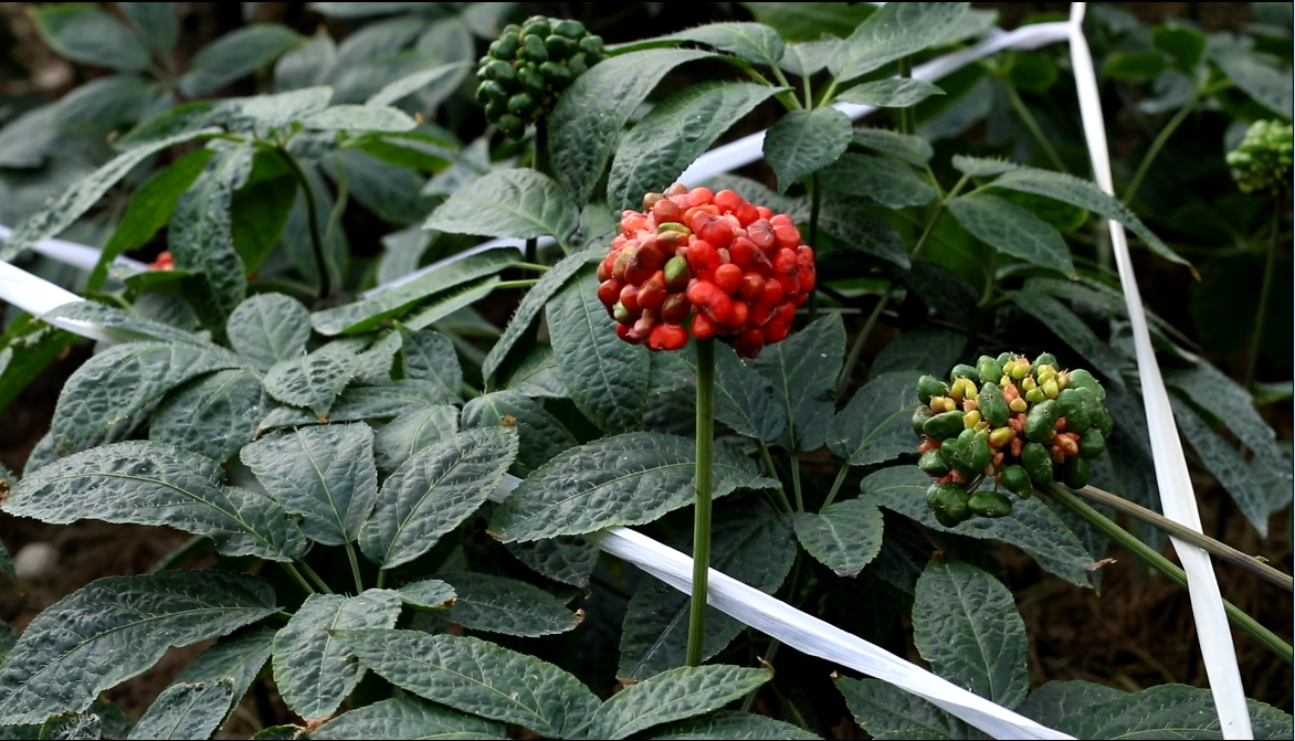 三七植株